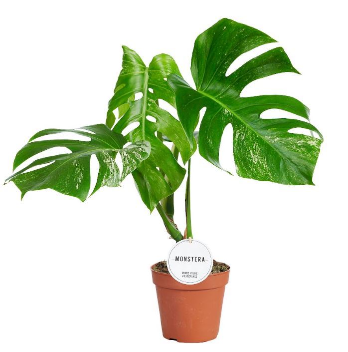 Monstera Delicios...