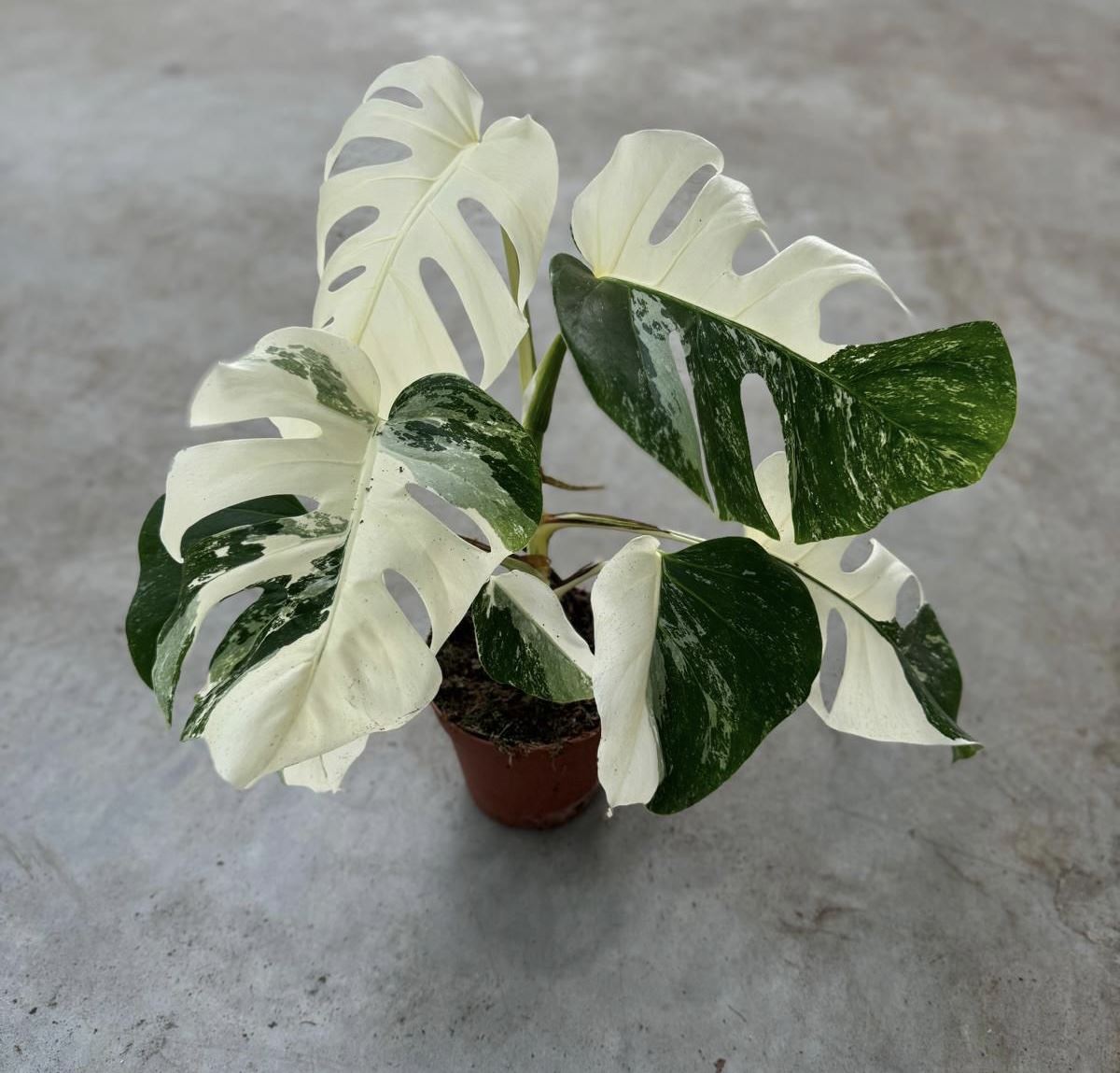 Monstera Deliciosa Variegata Super White