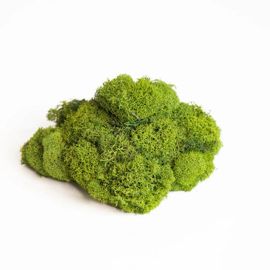 Preserved Reindeer Moss – Light Green (10L Bag)