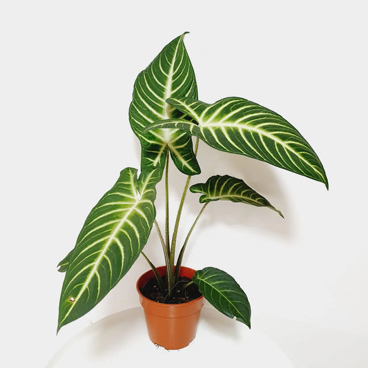 Caladium Lindenii - Indoor Plant - نبات داخلي