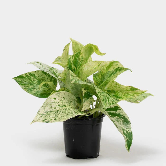 Epipremnum Marble king - Varigated Pothos - نبات داخلي