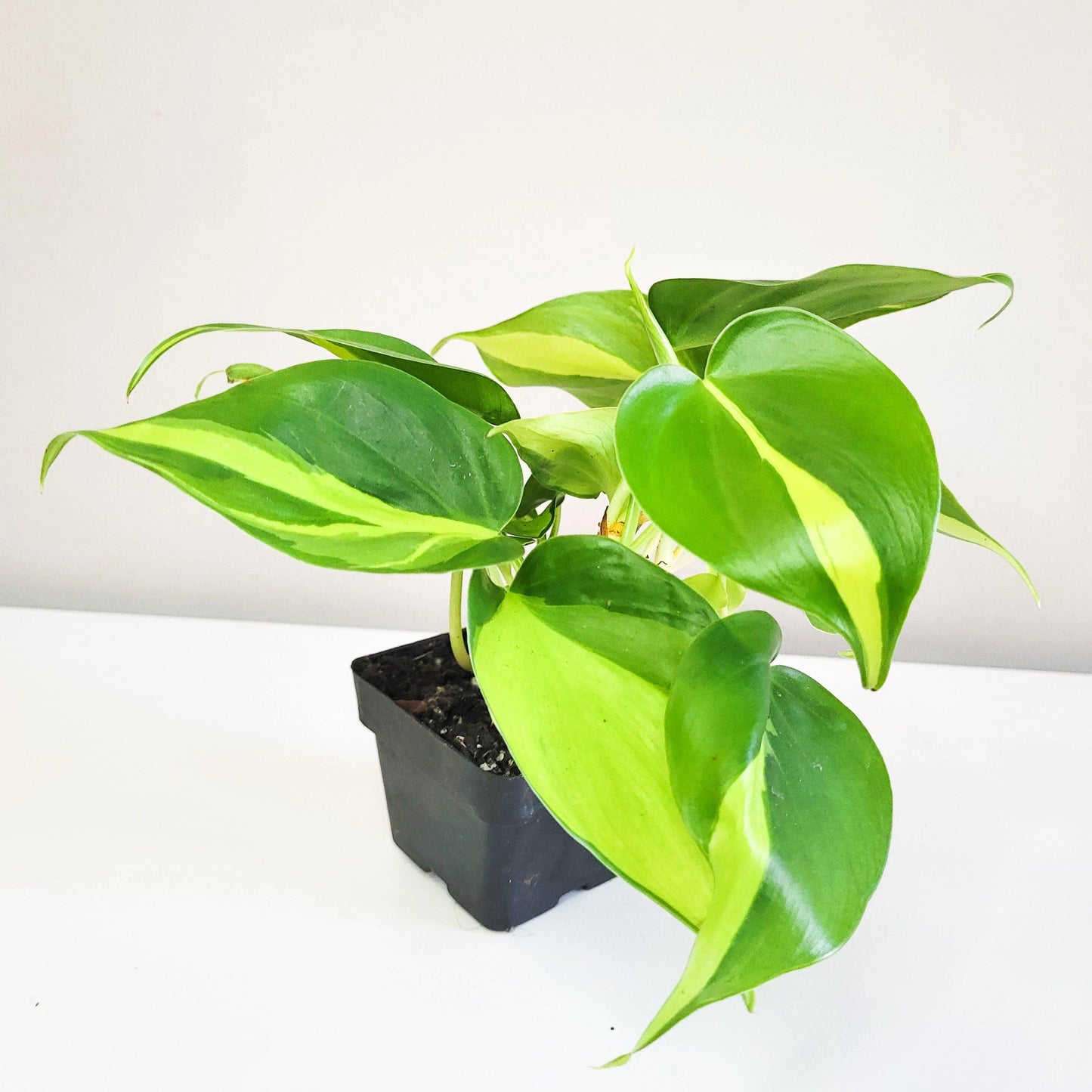Philodendron Scandens Brasil with heart-shaped, variegated green and yellow leaves, displayed in an indoor setting.