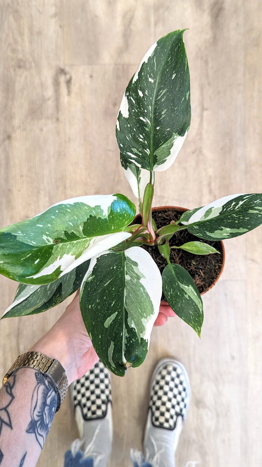 Philodendron White Princess - Indoor Plant - نبات داخلي