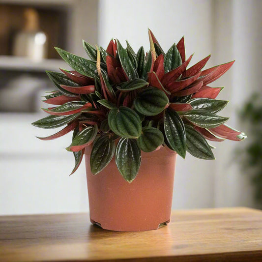 Peperomia Rosso - Indoor House Plant - نبات داخلي