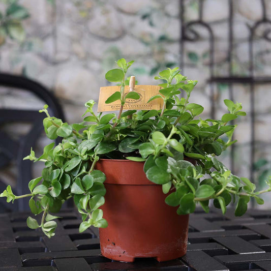 Peperomia Rotundifolia - Indoor House Plant - نبات داخلي