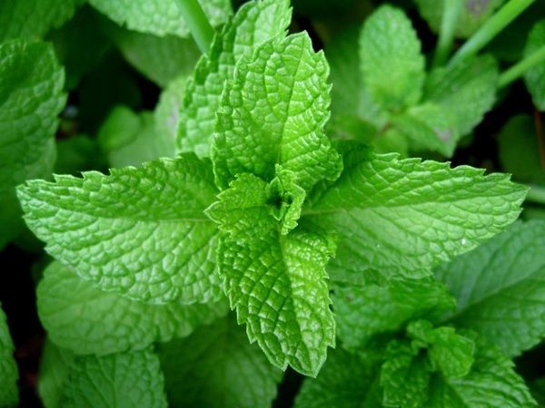 Peppermint Seeds - Organic Garden Seeds - بذور النعناع