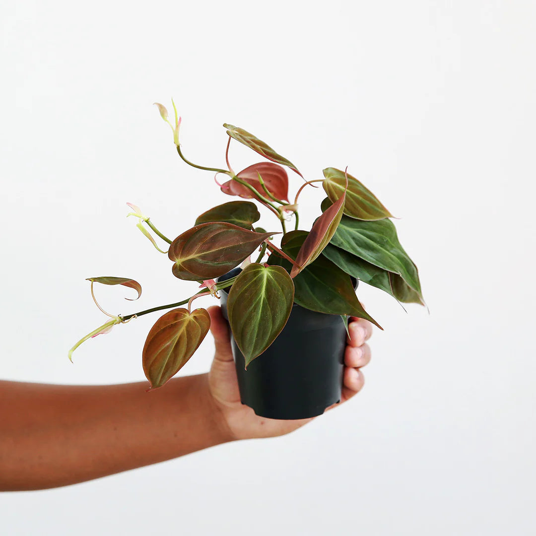 Philodendron Scan...