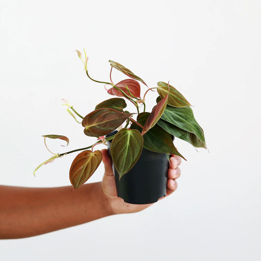 Philodendron Scandens Micans showcasing velvety, heart-shaped leaves with dark green and bronze hues, displayed in an elegant indoor setting.