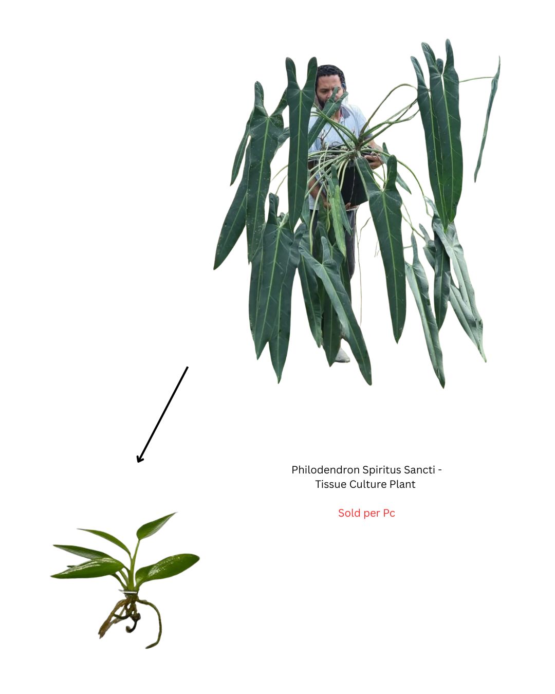 Philodendron Spiritus Sancti - Tissue Culture Plant - Rare Indoor Plant - نبات داخلي