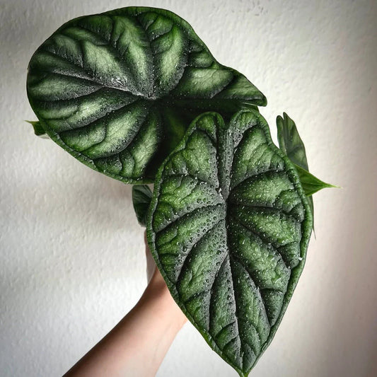 Alocasia Dragon Scale - Indoor House Plant - نبات داخلي - ألوكاسيا