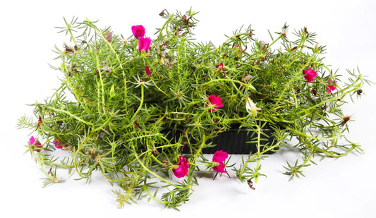 Portulaca Algeire – Moss Rose