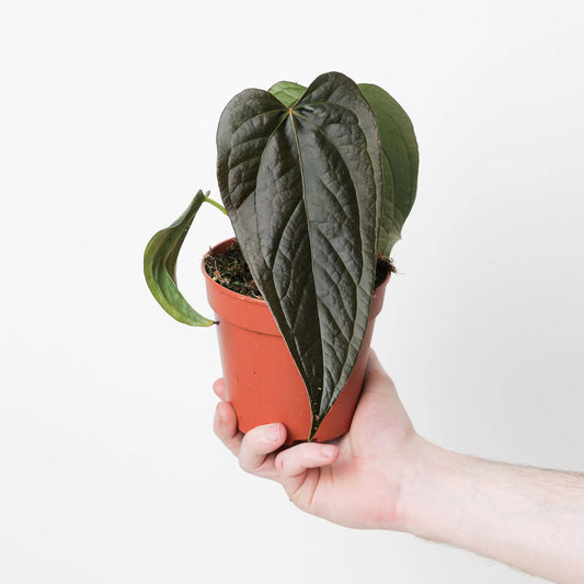 Anthurium Queen of Hearts - Rare Indoor House Plant - نبات داخلي