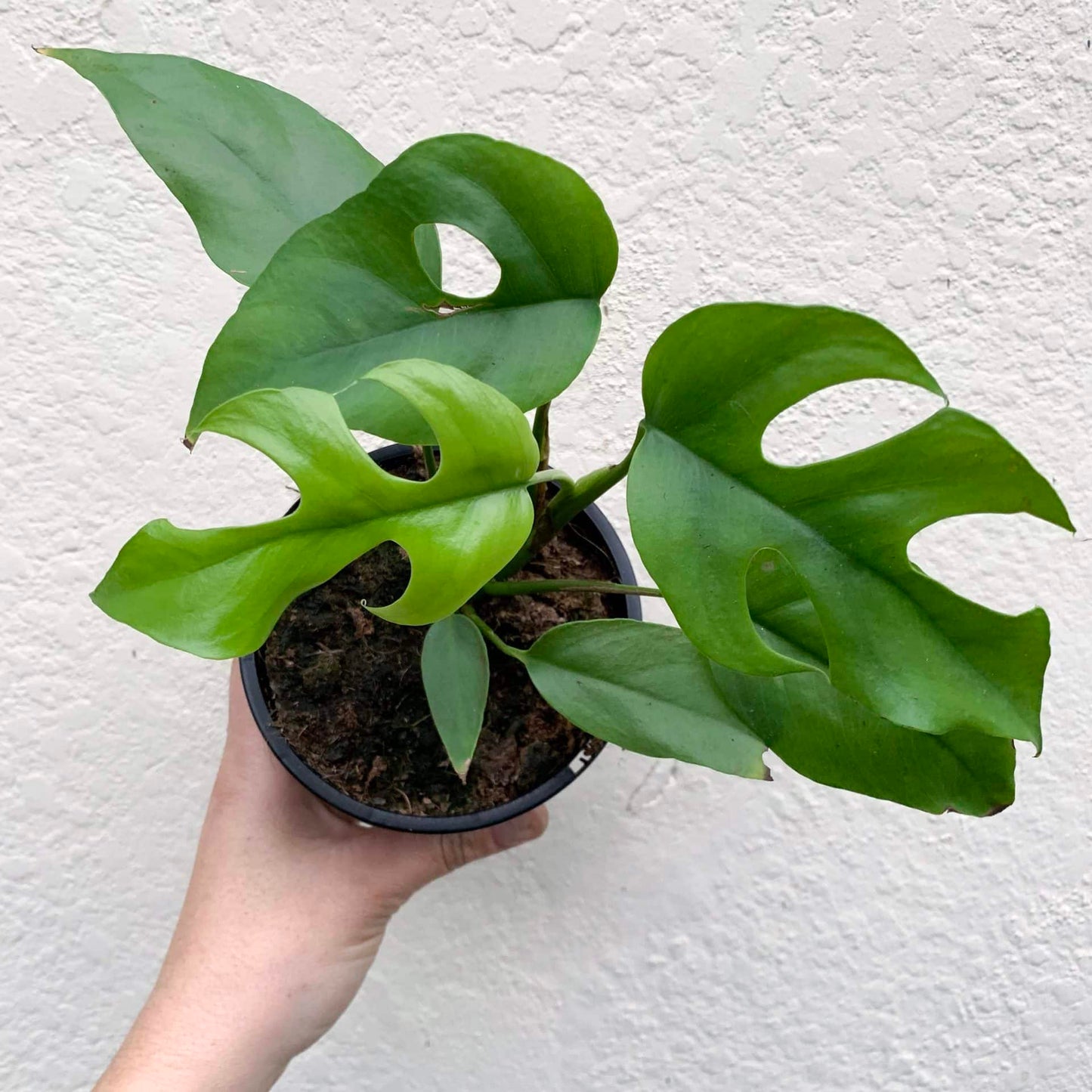 Monstera Minima showcasing its smaller split leaves, displayed in a modern indoor setting.