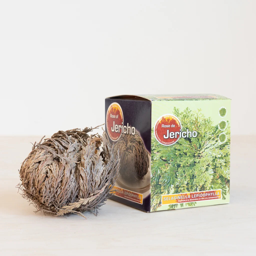 Rose of Jericho - Selaginella lepidophylla - Resurrection Plant