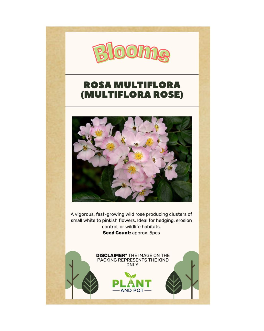 multiflora rose seeds for sale Rosa Multiflora Seed