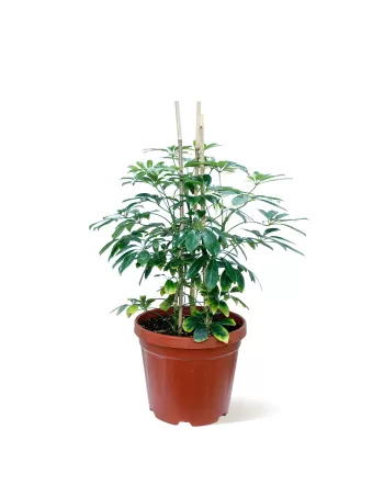 Schefflera Plant