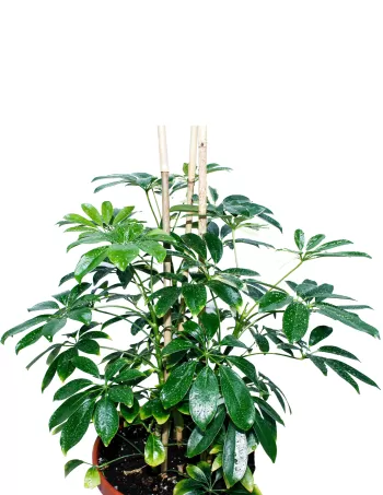 Schefflera Plant