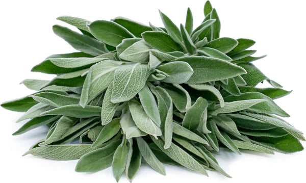 Sage Seeds - Organic Garden Seeds - بذور المريمية