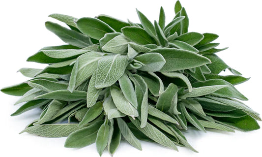 Sage Seeds - Organic Garden Seeds - بذور المريمية