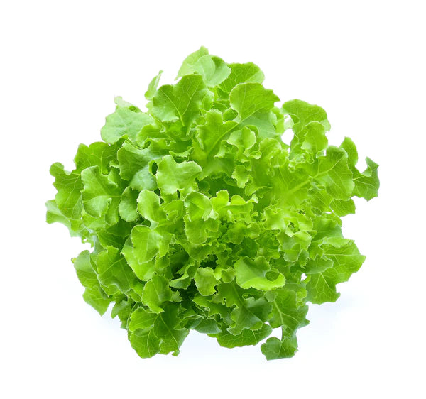 Salad Bowl Leaf Lettuce Seeds - Organic Garden Seeds - بذور خس الأوراق