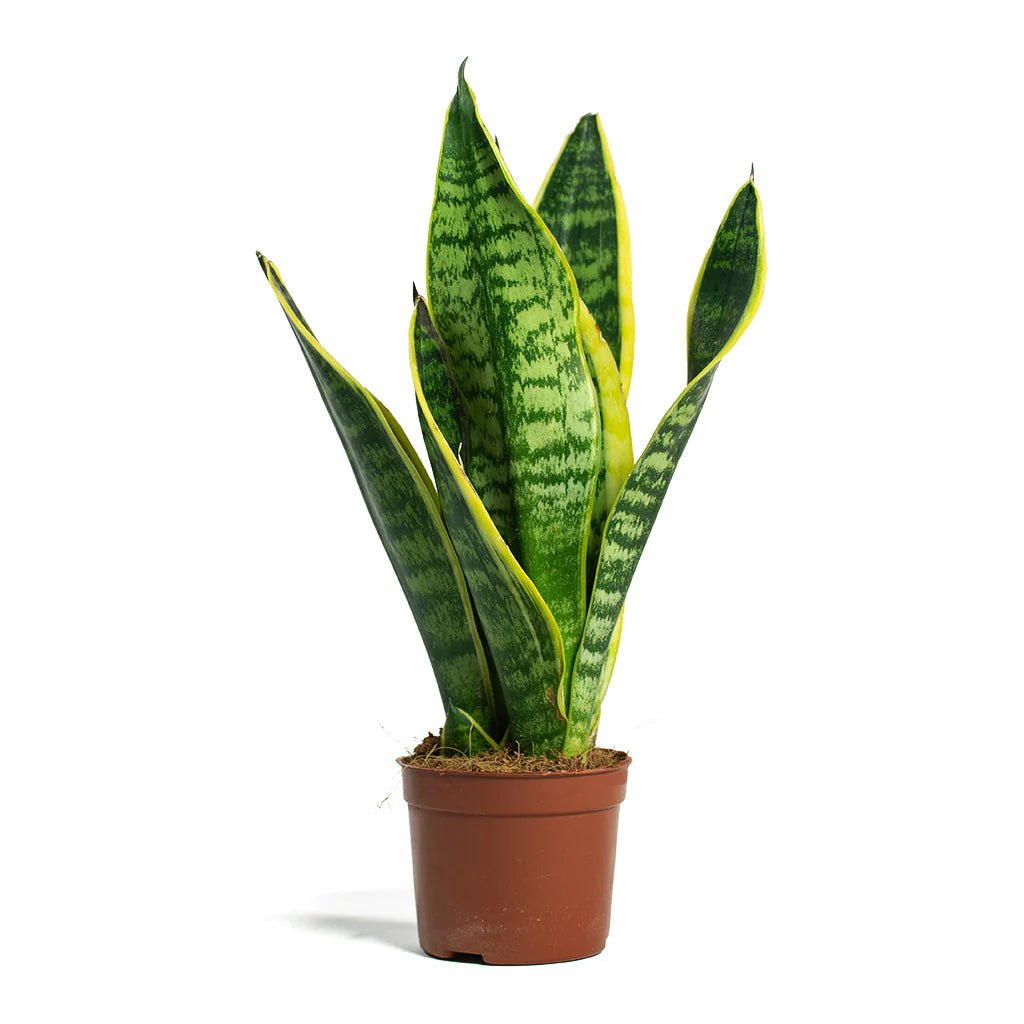 Sansevieria Futura Superba - Snake Plant - Indoor House Plant - نبات داخلي