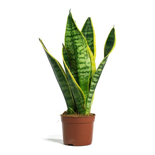 Sansevieria Futura Superba - Snake Plant - Indoor House Plant - نبات داخلي