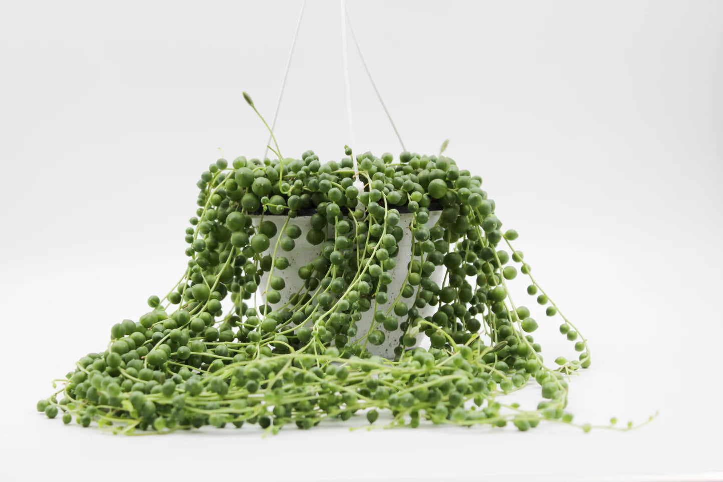 Senecio Rowleyanus - String of Pearls - Indoor House Plant - نبات داخلي