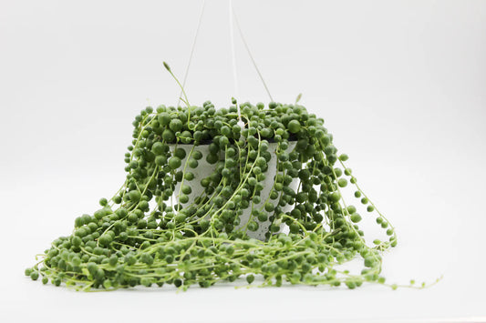 Senecio Rowleyanus - String of Pearls - Indoor House Plant - نبات داخلي