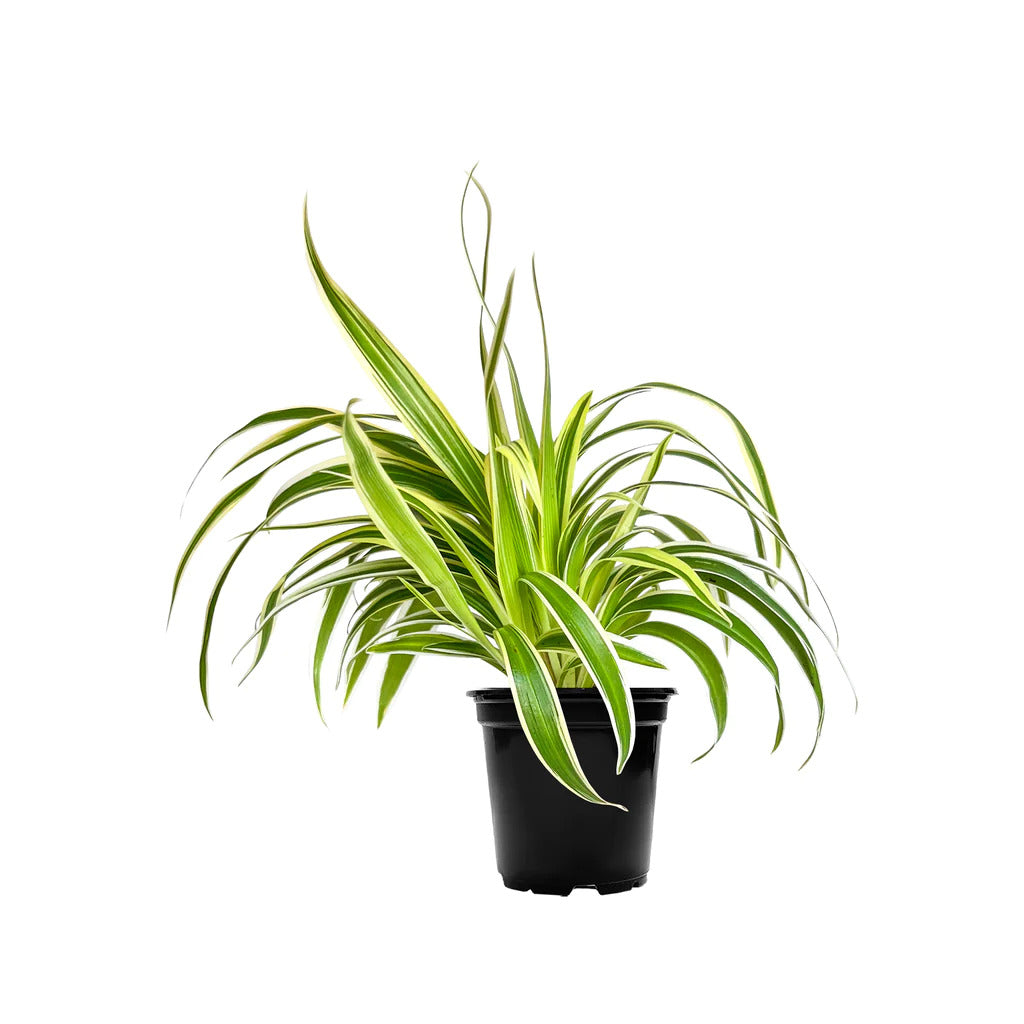 Chlorophytum - Spider Plant (نبات عنكبوت)
