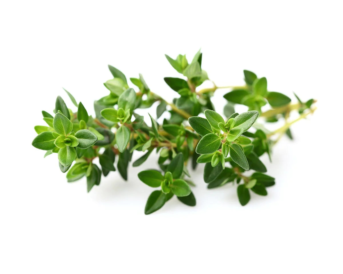 Thyme Seeds - Organic Garden Seeds - بذور الزعتر
