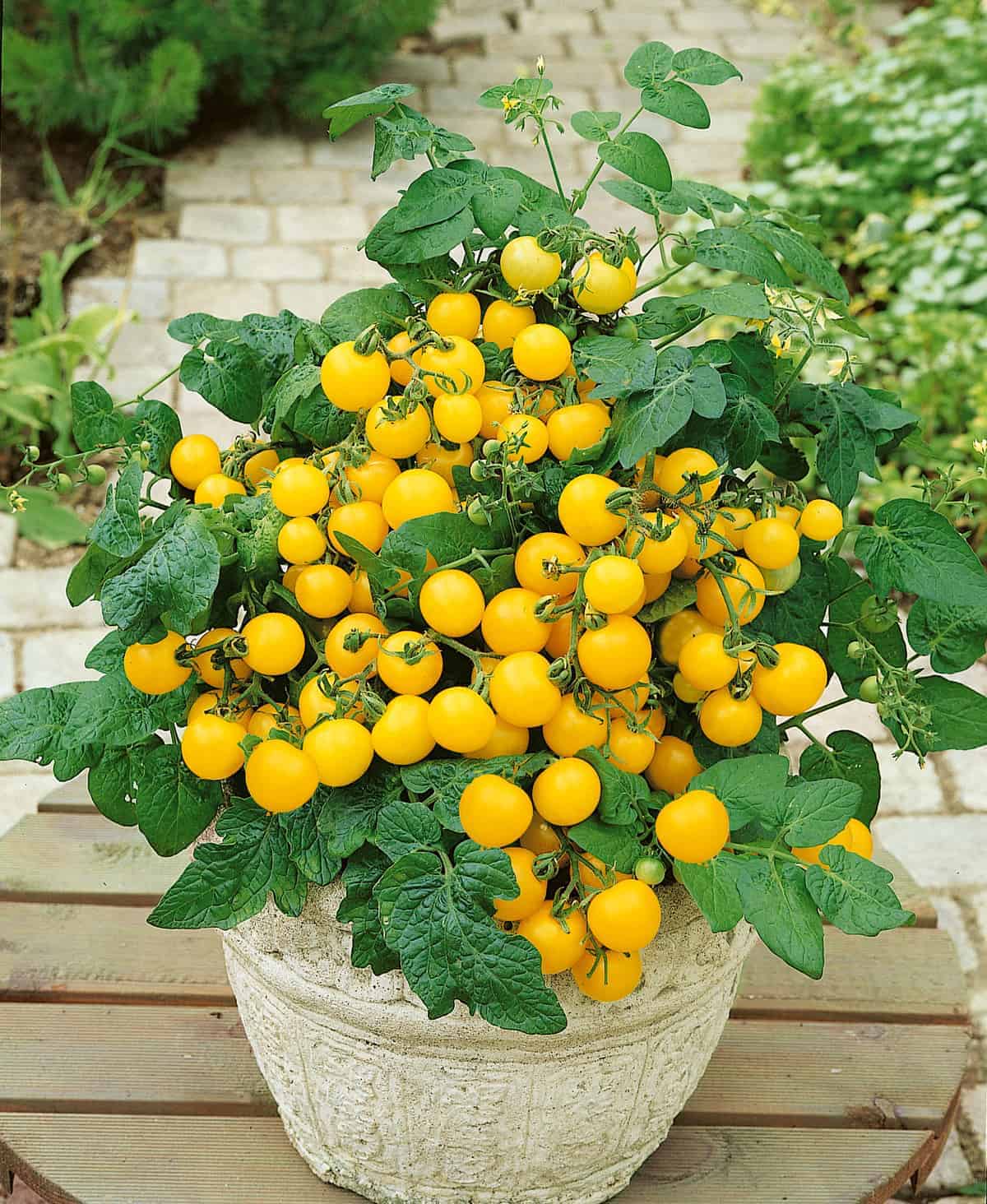 Yellow Dwarf Cherry Tomato Seeds | بذور طماطم كرزية صفراء قزمية