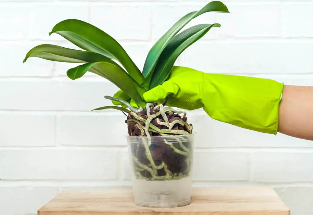 Clear Plastic Pot - أصيص بلاستيكي شفاف