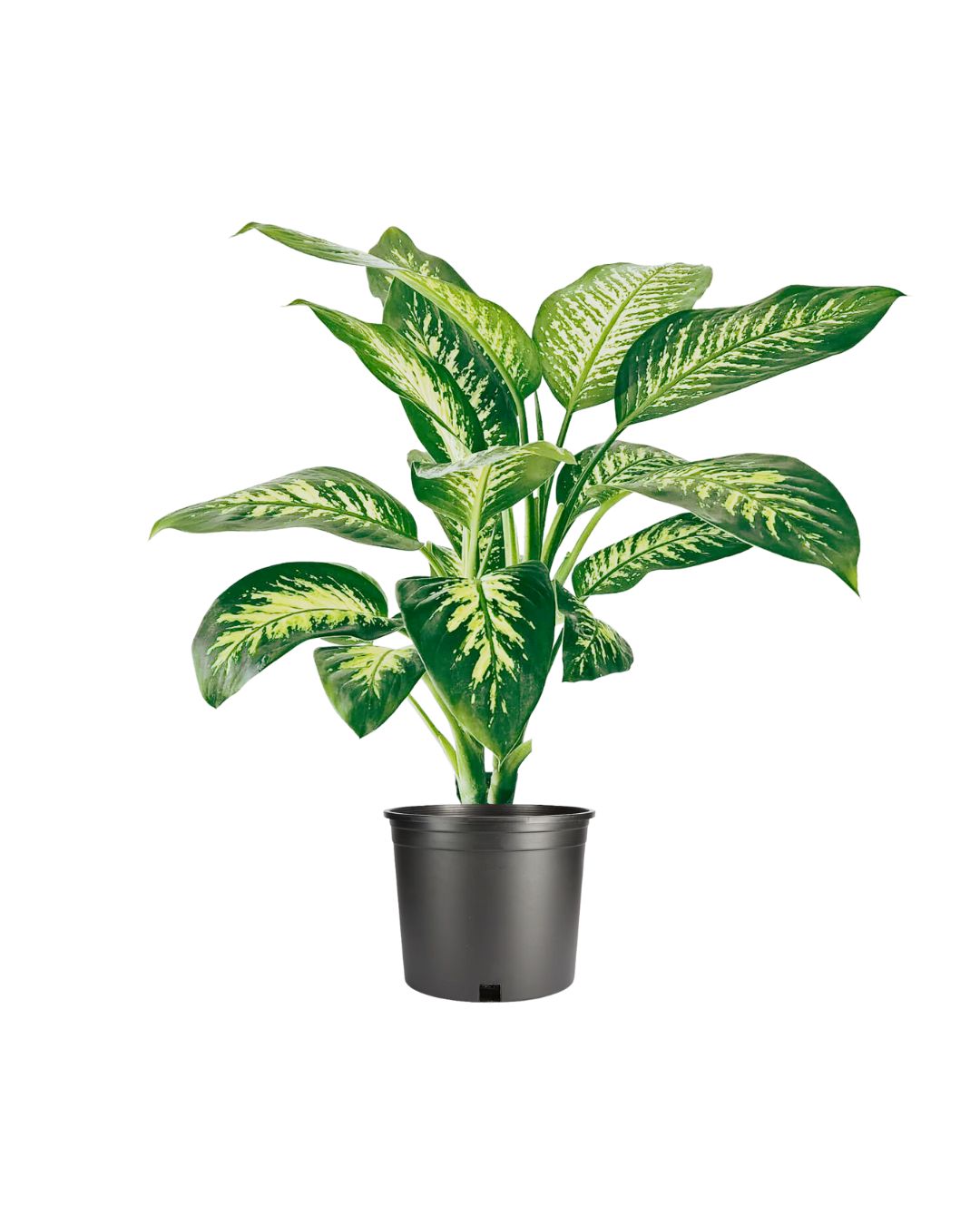 Dieffenbachia - Dumb Cane- Artificial Plant