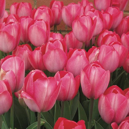 Tulip Royal Van Eijk - Flower Bulb - توليب رويال فان إيك
