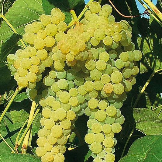 Grape Plant - Vitis Vinifera - نبات العنب الأخضر