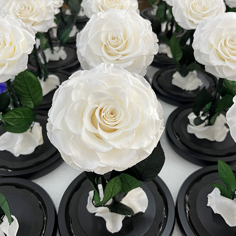 Forever Rose Dome