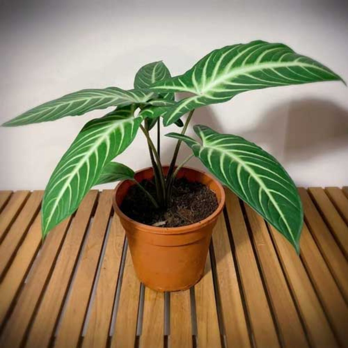 Caladium Lindenii - Indoor Plant - نبات داخلي