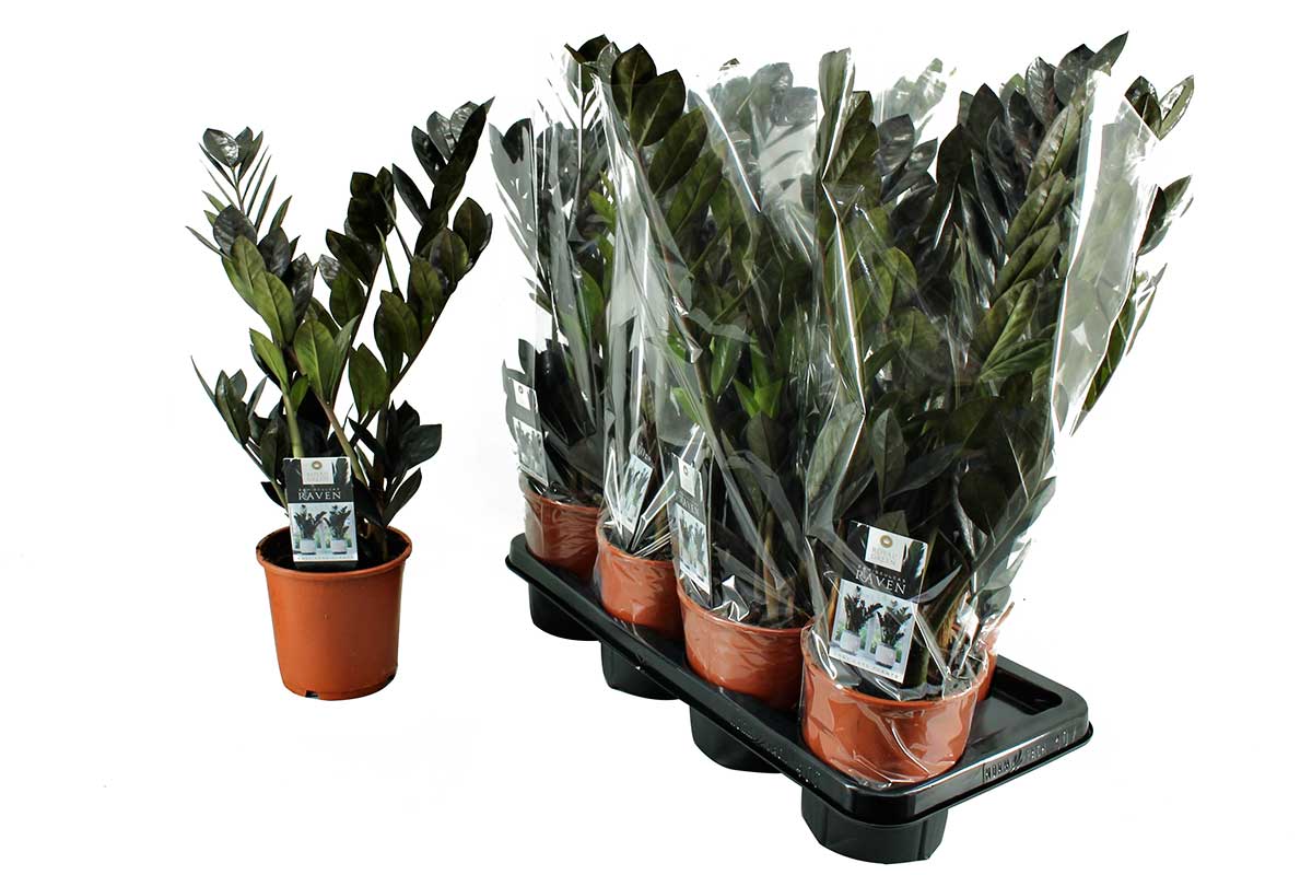 Zamioculcas Raven - ZZ Plant - Indoor House Plant - نبات داخلي