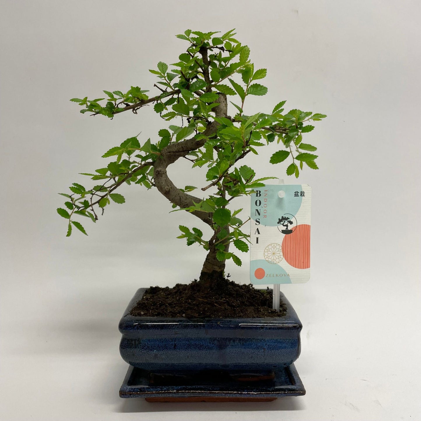 Bonsai Zelkova S-Shape Traditional - Indoor House Plant - نبات داخلي