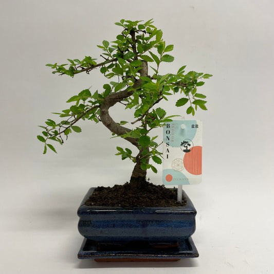 Bonsai Zelkova S-Shape Traditional - Indoor House Plant - نبات داخلي