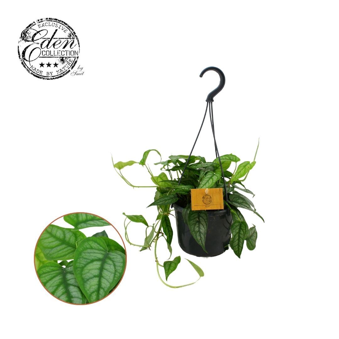 Monstera Siltepecana - Indoor House Plant - نبات داخلي