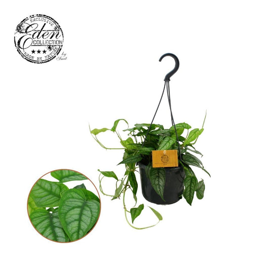 Monstera Siltepecana - Indoor House Plant - نبات داخلي