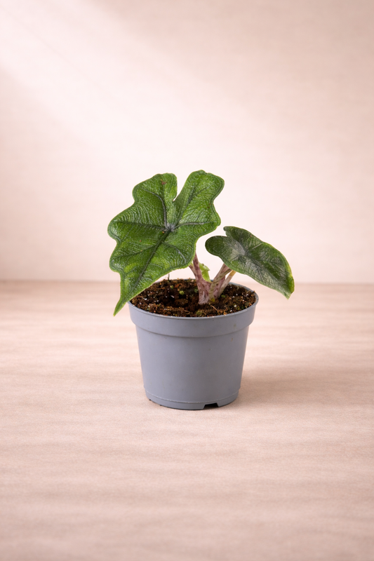 Alocasia Jacklyn - Rare Indoor House Plant - نبات داخلي - ألوكاسيا