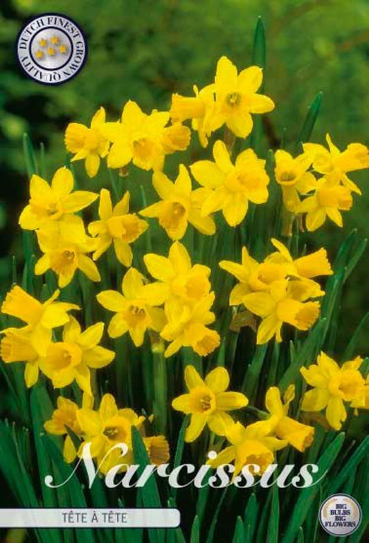 Narcissus Cyclamineus Tete A Tete - Flower Bulb