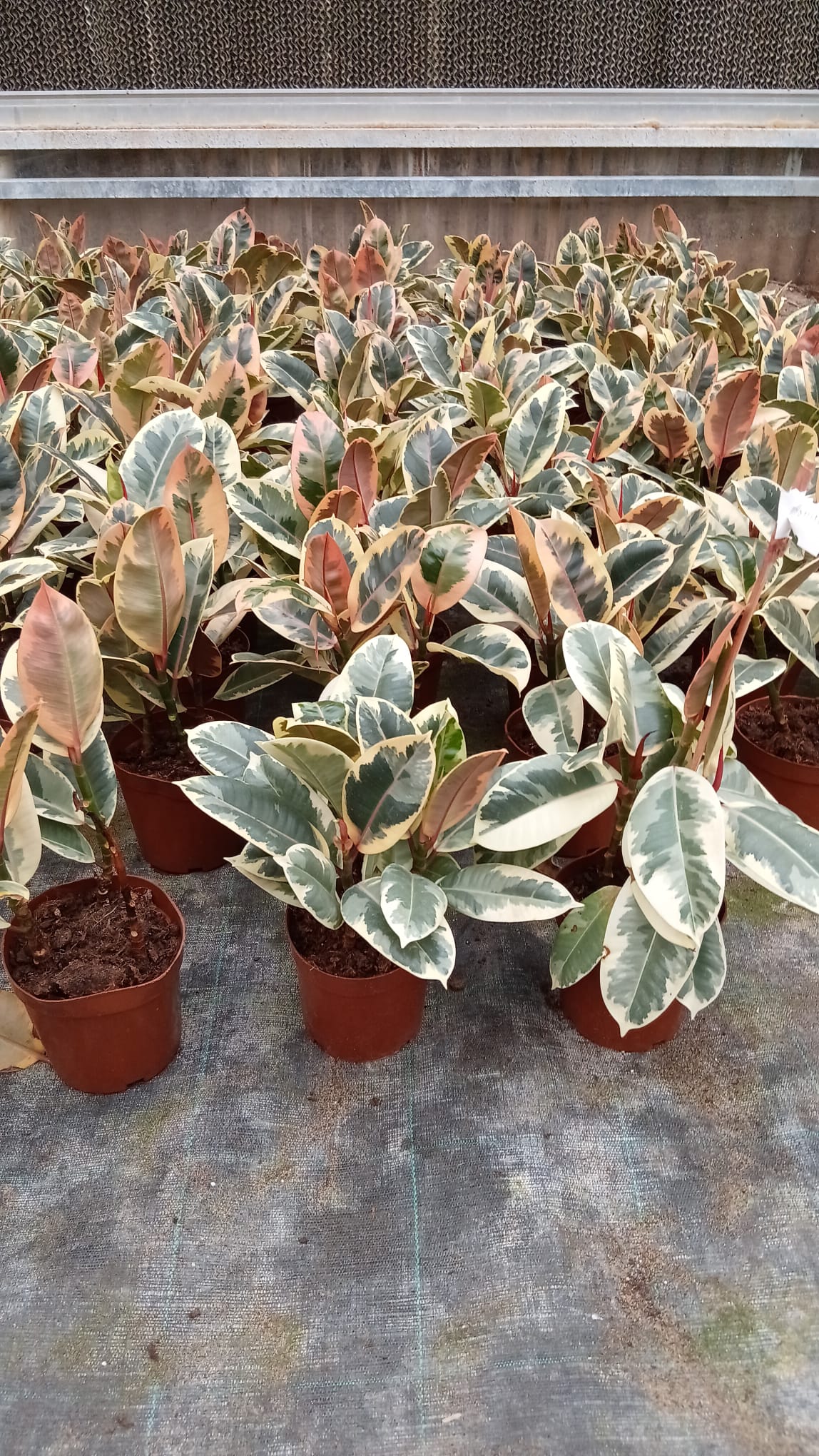 Ficus Elastica Ru...