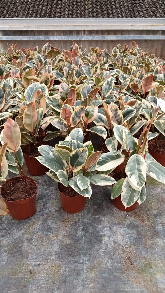 Ficus Elastica Ruby - Rubber Plant - نبات المطاط - نبات داخلي