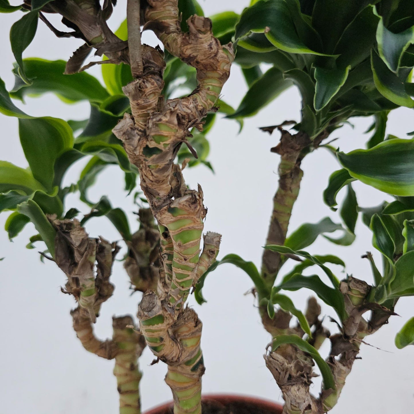 Dracaena Tornado branched - نبات داخلي