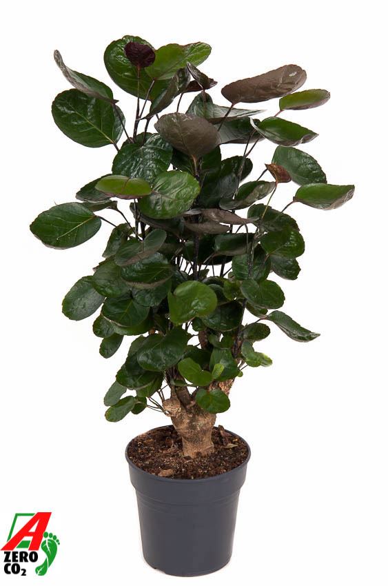 Polyscias Fabian Branched - Indoor House Plant - نبات داخلي