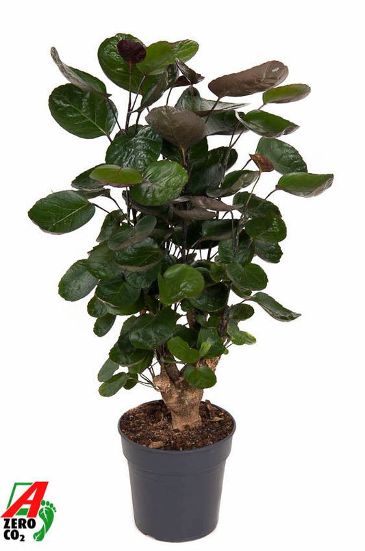 Polyscias Fabian Branched - Indoor House Plant - نبات داخلي