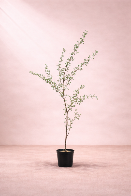 Prosopis Species Tree - شجرة الغاف